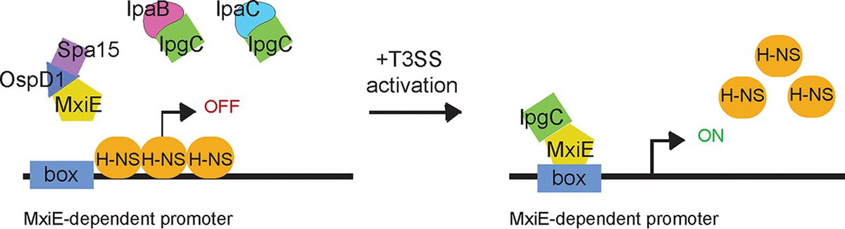Our new publication narrates how the expression of horizontally acquired genes, including virulence genes, is subject to complex regulation involving xenogeneic silencing proteins, &amp; counter-silencing mechanisms. 
journals.asm.org/doi/epub/10.11…