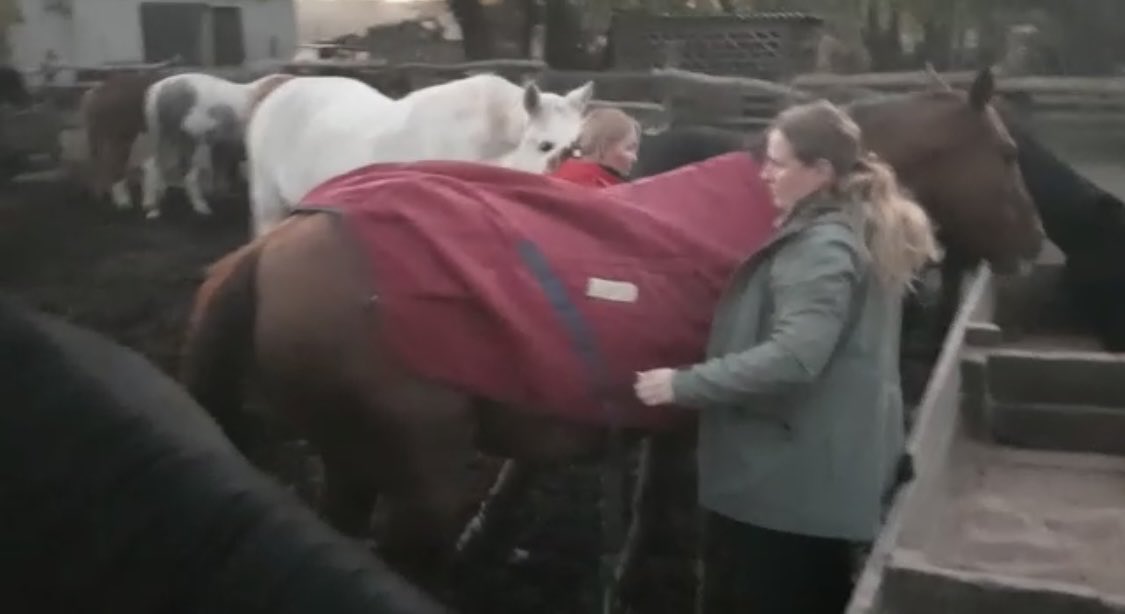 Gay Kelleway Racing On Twitter Rugs Welcome Https t co SlzGUfh7UY gay-kelleway-racing-on-twitter-rugs-welcome-https-t-co-slzgufh7uy