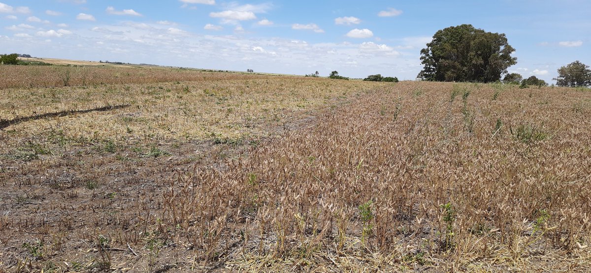 Cosecha de Lupino Coyote