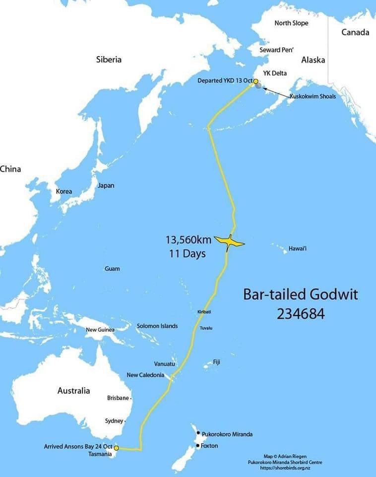 DrClaytonForre1's tweet photo. This week a juvenile godwit landed in Ansons Bay in northeast Tasmania. It had been tagged in Alaska and departed there on October 13, 2022 before flying non-stop to Tasmania. 1/2 https://t.co/oqvKE4eseD