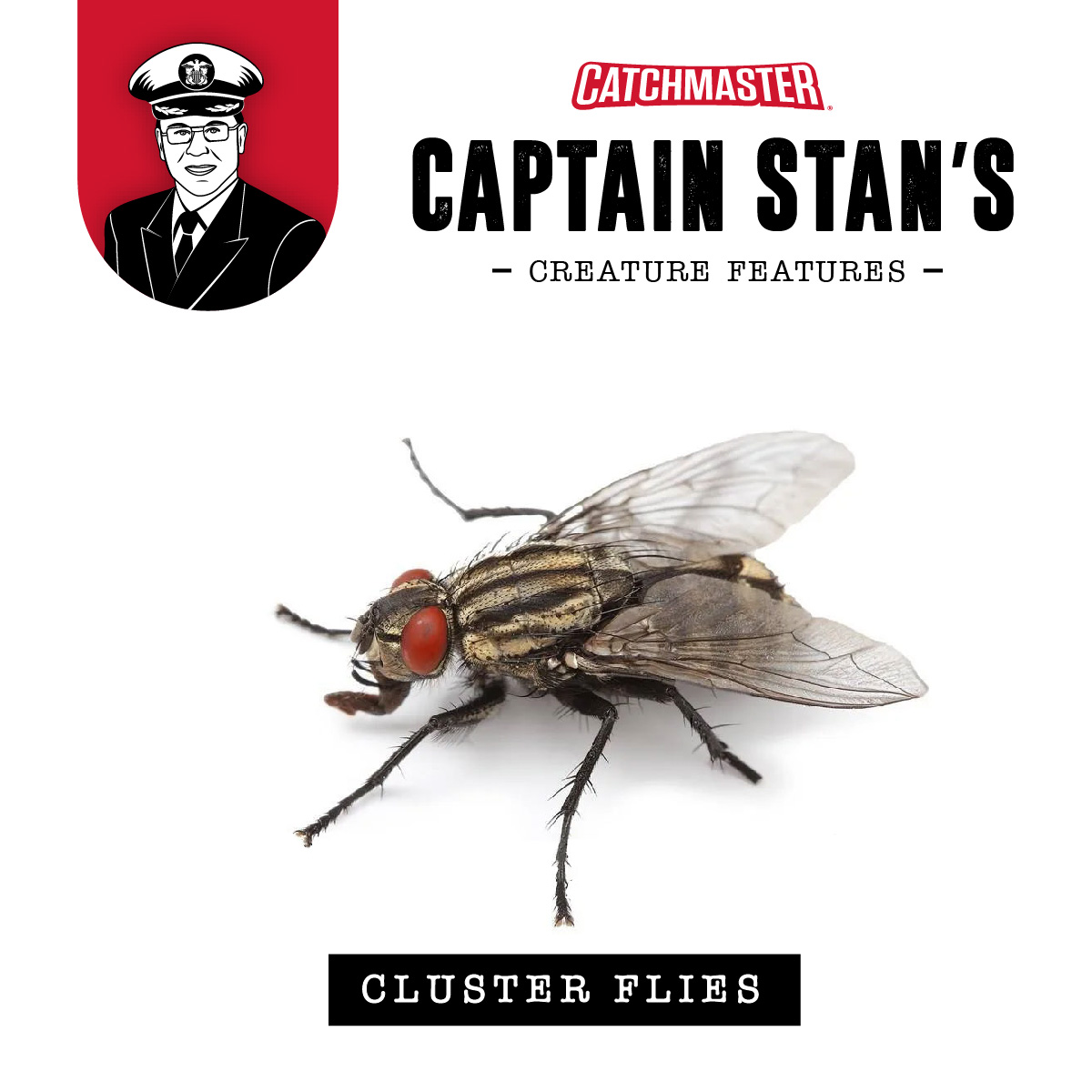 Catchmaster's tweet image. Its time for the seventh edition of ‘Captain Stan’s Creature Features,’ where we are looking at some of the more interesting animals in pest management  This month, the cluster fly, a ‘fall invader.’  Follow this link for some interesting facts... hubs.la/Q01s0SFx0