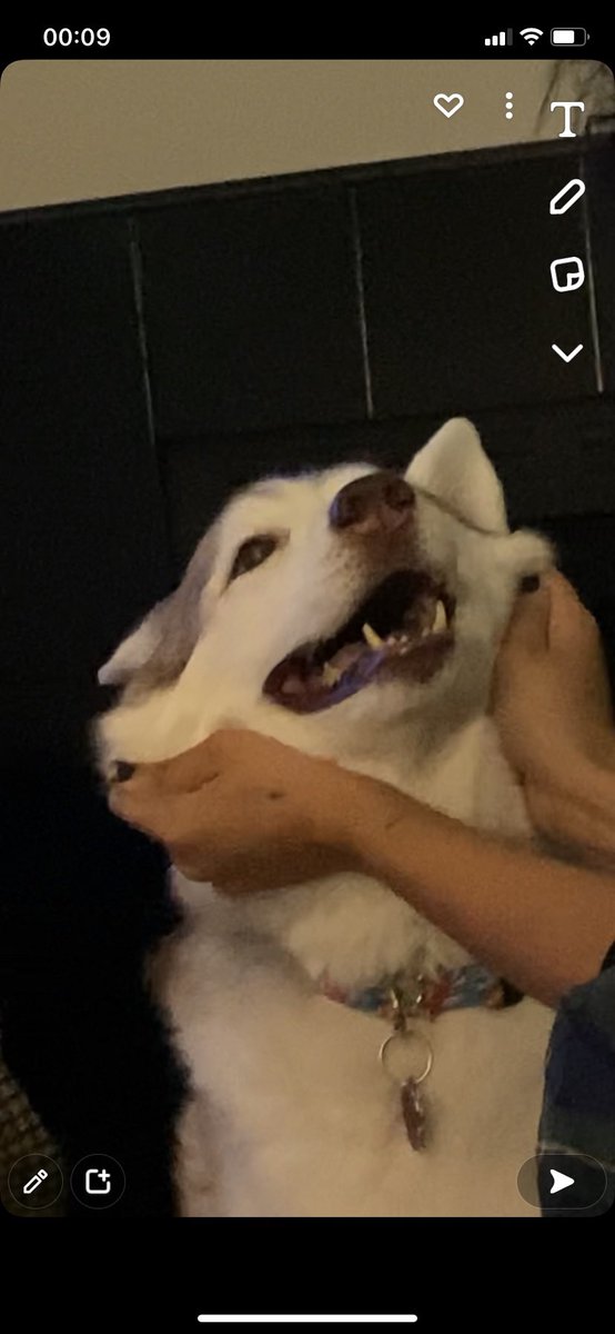 qualityaj's tweet photo. just a montage of cuteness! i miss you old man! rest easy zuzu🤍 https://t.co/jgwJTW3xJz
