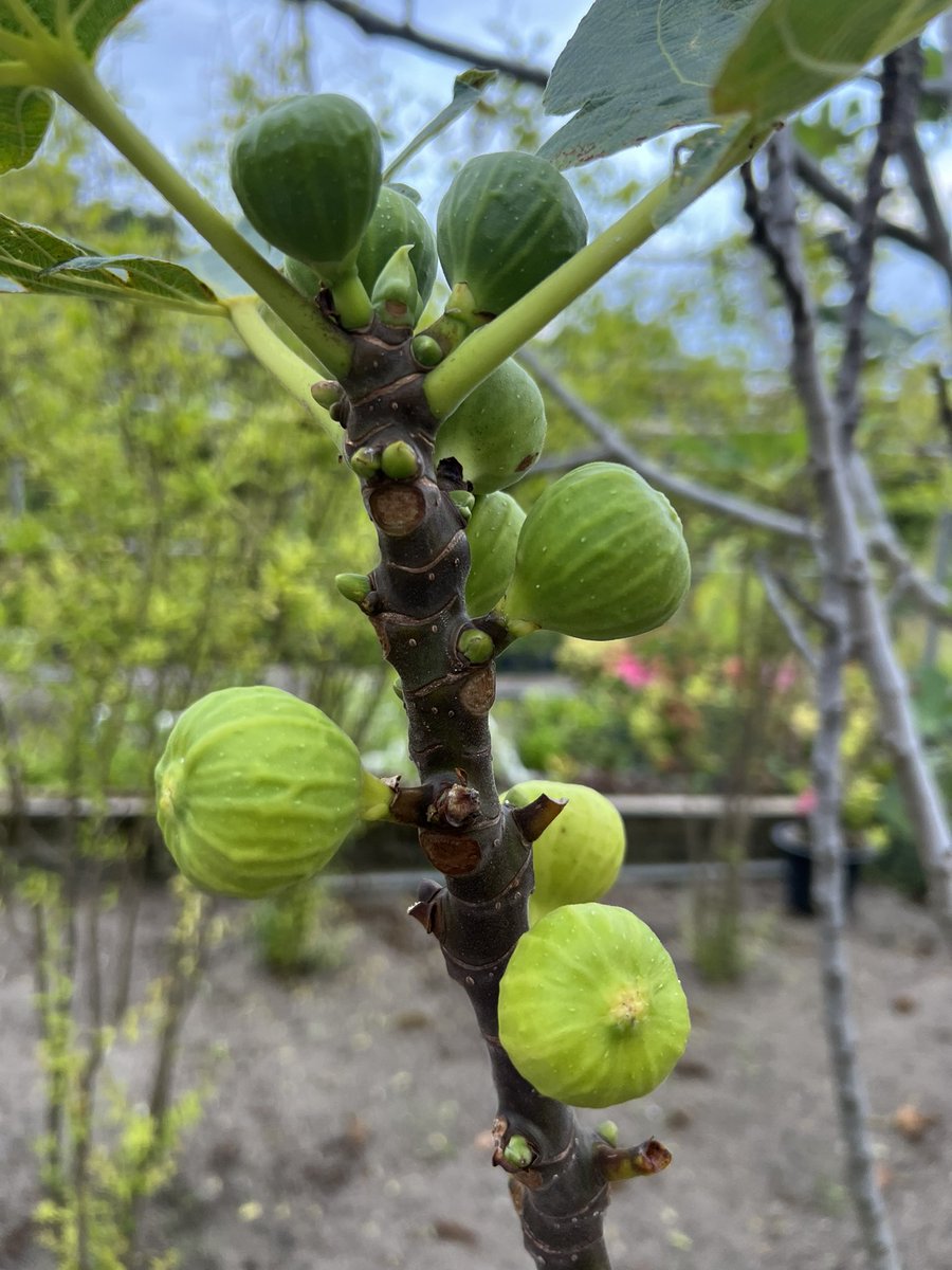 ZuvanDhaduveria's tweet photo. FIG. Prophet Muhammed Said: said,
"If i could say that a fruit was sent down from Heaven (to earth), I would say it is figs, because the Heaven's fruit has no stones. Eat it, as it cures hemorrhoids and it is useful for treating gout." #AdduMeedhoo #FreshYield #SmartFarming https://t.co/eAWP7kRzH2