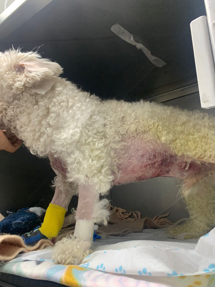 MIREN BIEN ESTA CARA

Este es el enfermo que ha golpeado a  Luquitas. 

Sobrino d la cuidadora que “ayuda” paseando a los perros. Hijo de abogado q no solo lo ha estrangulado, si no que también le ha roto la costilla tirándole puñetazos. Dejándolo a su suerte sin remordimiento