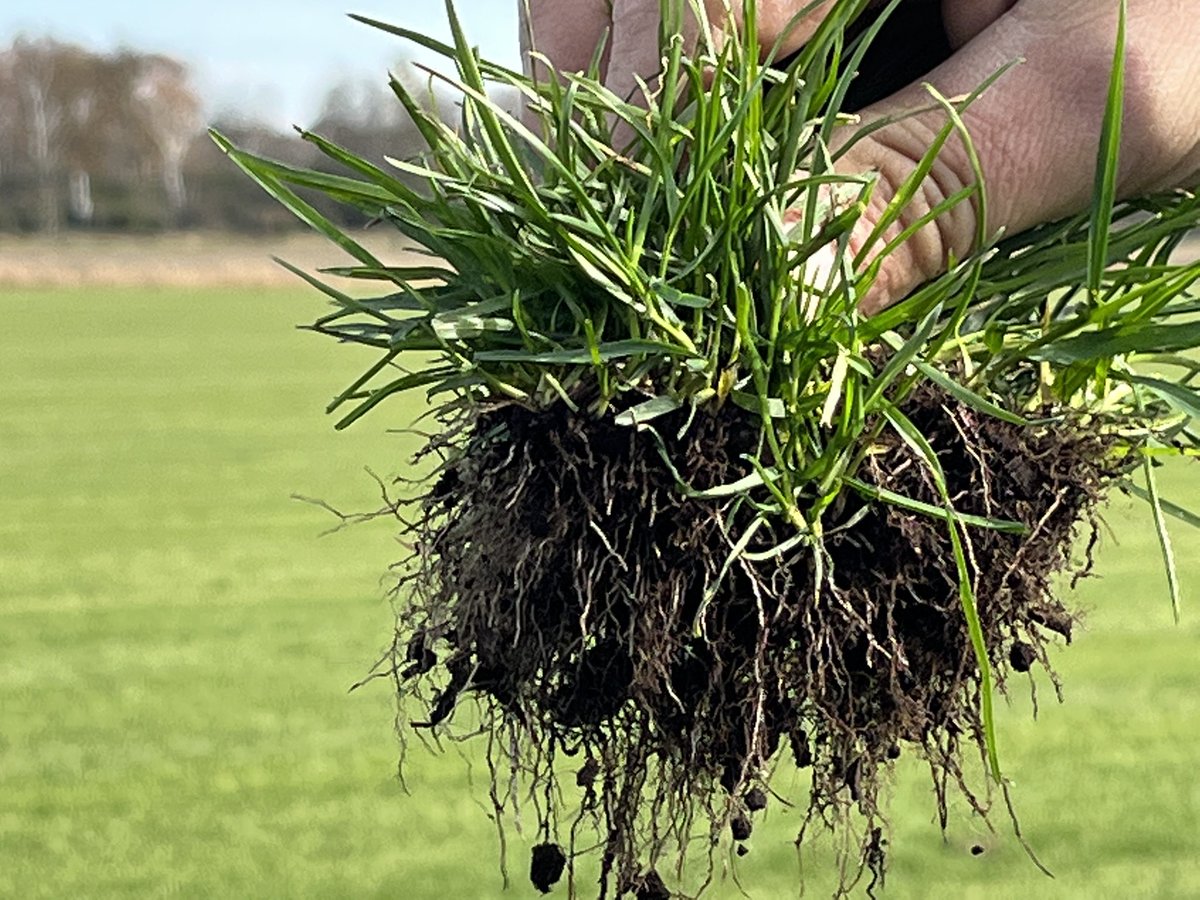 RamyTurf's tweet image. 365ss Kentucky bluegrass at 6 weeks after seeding in a local sod field @MtnView_Seeds