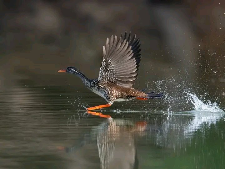 African Finfoot, river Gambia, Wassadou SE Senegal. #BirdsSeenIn2022 #TwitterNaturePhotography #twitterNature #birdphotography #birdwatching .