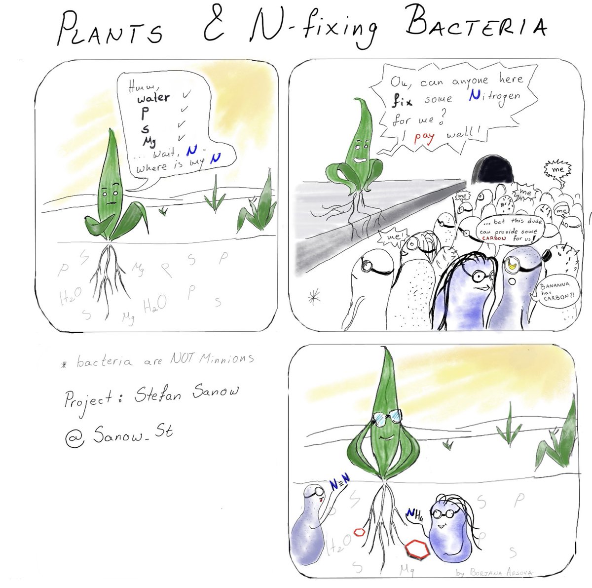 Borjana_A's tweet photo. Is 2ce a tradition? If yes, I’m starting 1.☺️
The selfmade #comic ✍️ to introduce @Sanow_St ‘s talk in our #PhD seminar @fz_juelich @IBG2Plant
Inspired by #minions (of course).
#SciComm 🌾#roots #pgpr #nitrogen @Ibg2Root
(Below👇: The 1st attempt on my office👩🏫 in 2019} https://t.co/df6Qr3MrXn