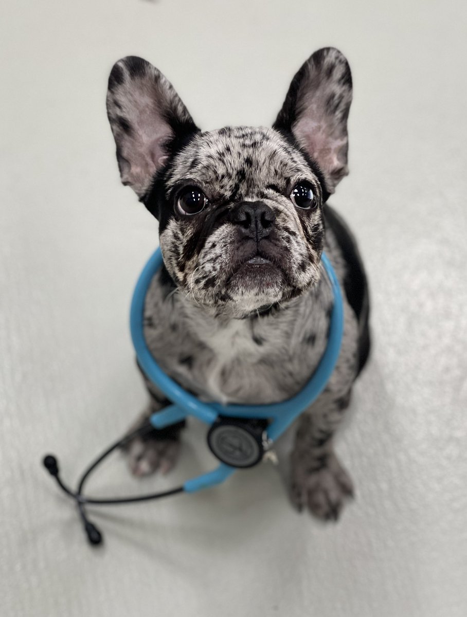 Tweet by UT Col of Vet Med