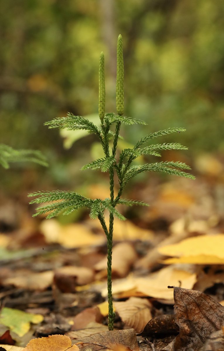 The fossils, ferns &amp; lycophytes used in this study are often overlooked or ignored, but it turns out that sometimes the little things in life hold the biggest clues to some of the oldest questions in science.