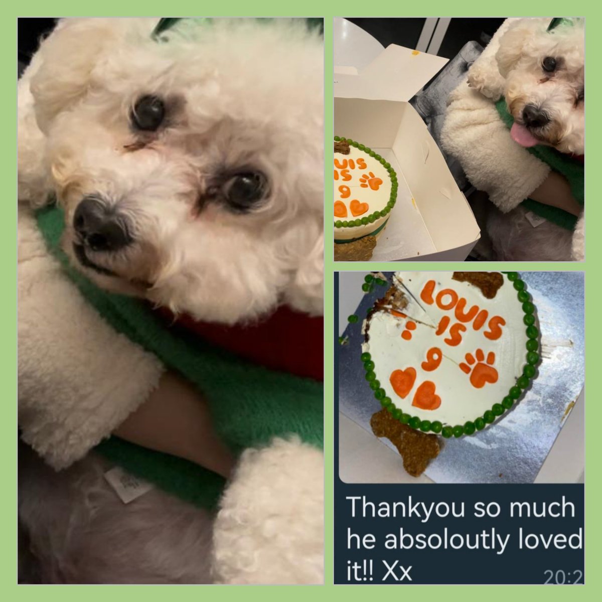 ForDogs_Sake's tweet photo. Look at those large buttondrop eyes! Little Louise and his mates loved his cake 💚🐶💚 #cake #dogs_Lovers #SmallStreamersConnectRT https://t.co/mcj34CN163