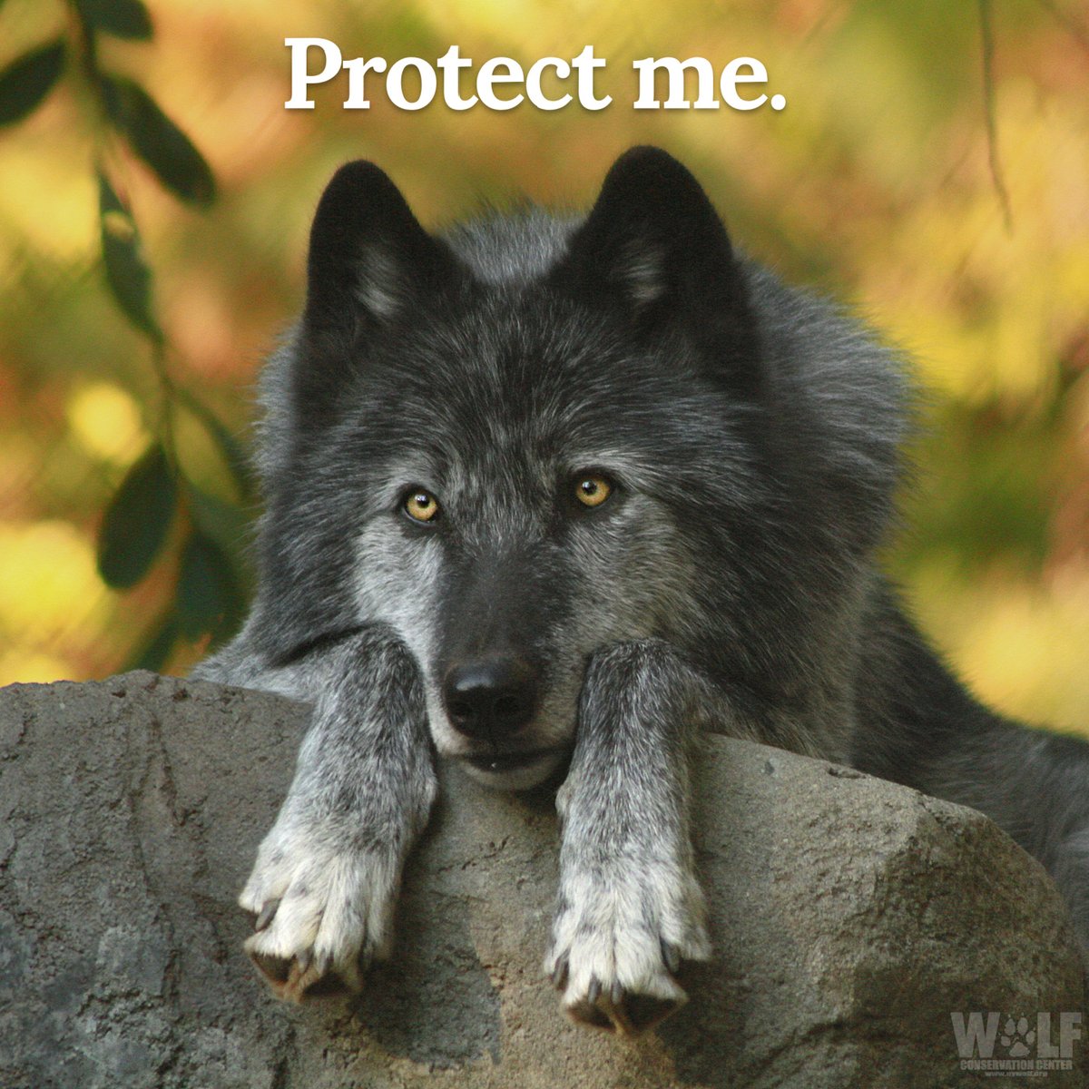 nywolforg's tweet image. 55 wolves have been killed so far in Montana's extremely controversial wolf hunt.

Hunters killed these wolves for fun. 

There's no scientific justification for the hunt.

Retweet to call on the @interior to enact an emergency listing to protect these wolves now. #RelistWolves