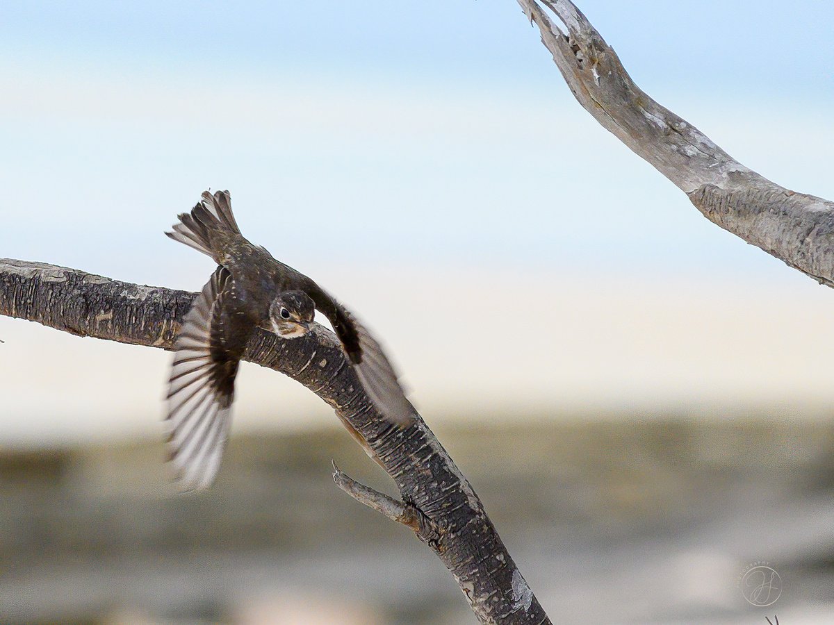 Dark-sided Flycatcher #BirdsSeenIn2022 #AshmoreReef West Island #AustralianMarineTerritories @LowyInstitute @Britnatureguide Also, bird #800 for moi :-) @rohanclarke01 @birdemergency