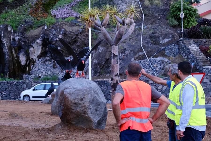 elapuron's tweet photo. El Cabildo de La Palma rinde homenaje a la graja en la rotonda de La Grama. https://t.co/EGSPT63bJT

#CabildodeLaPalma #homenaje #graja #rotonda #lagrama #breñaalta #LaPalma https://t.co/nys0IZkcUl