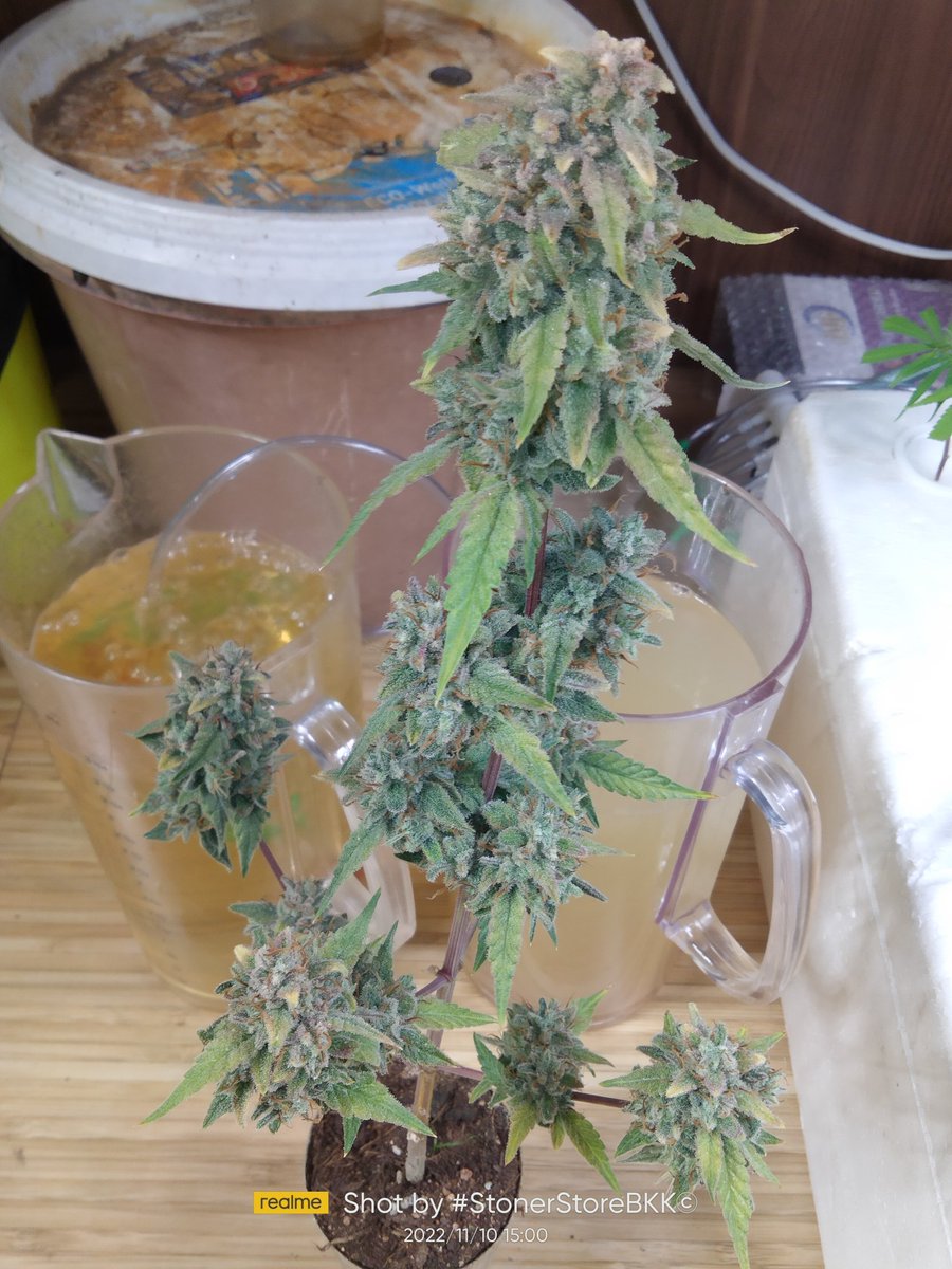 ChillNotSkill1's tweet photo. SOLO CUP GROW By #BKKgrower https://t.co/Gpk97Vax0O