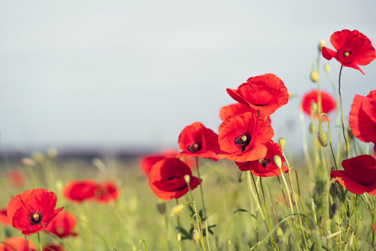 Today, we honour and thank all those who have sacrificed for our rights and freedom and continue to serve our country. They believed their actions would make a significant difference in the future, and we must ensure their dream of peace is realized every #RemembranceDay.