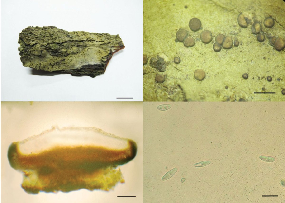 Using morphological and sequence data, this study describes a #newspecies in the #lichen-forming genus of #fungi of Megalaria. Read it here: doi.org/10.3897/mycoke…

<a href="/IsabelDistefano/">Isabel Distefano</a> @Joel_pr19 <a href="/UChicago/">The University of Chicago</a> <a href="/FieldMuseum/">Field Museum</a> <a href="/prramru/">PR Ramkhamhaeng U.</a> <a href="/FU_Berlin/">Freie Universität</a> #lichens #taxonomy #biodiversity