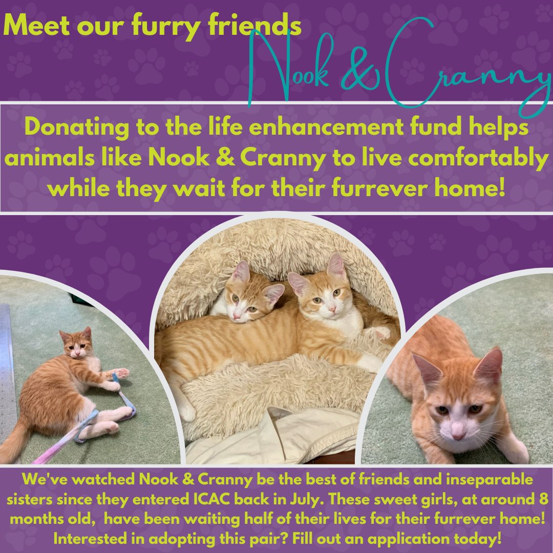 Nook and Cranny have been at the Animal Center for several months now. They were feral kittens, but now they enjoy a quiet human partner and would love a place to call home. icanimalcenter.org/2111/Nook-and-…