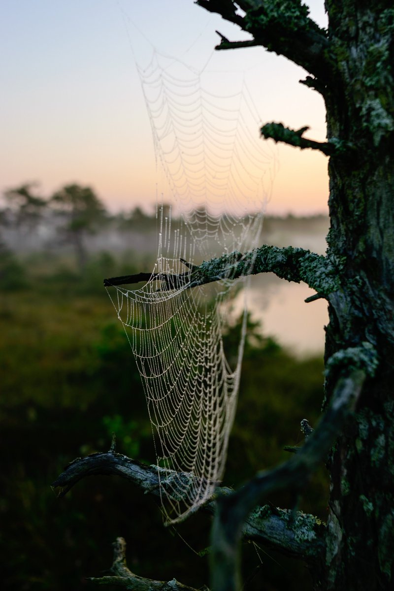 WWTworldwide's tweet photo. The everyday sparkle of a spider's web at dawn ✨ https://t.co/4n9LCnXNCv