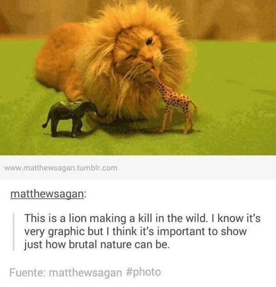 WholesomeMemes (@wholesomememe) on Twitter photo 