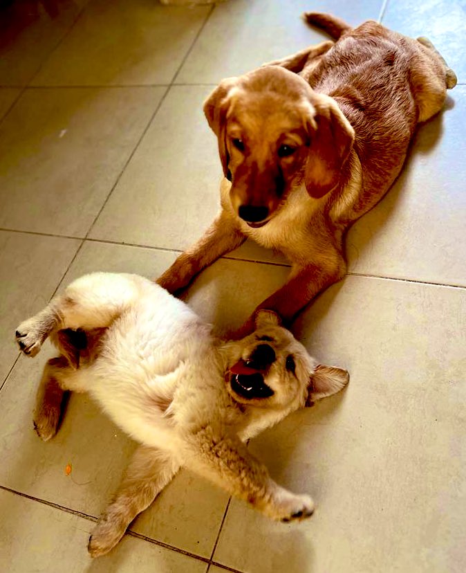 DrakoyLiaGolden's tweet photo. ¡Hola! Este es nuestro primer Twitt, ayúdanos compartiéndolo. Somos Drako y Lía ¡Queremos saber de ti y compartirte nuestros momentos juntos y con nuestra familia #GoldenRetrievers @GoldretrieverUS @goldenretrievrs @iRazasdePerros @OutdoorGoldBoys @GoldenRetrieve @PattyRuiz1602 https://t.co/PS8Kx1lxpp