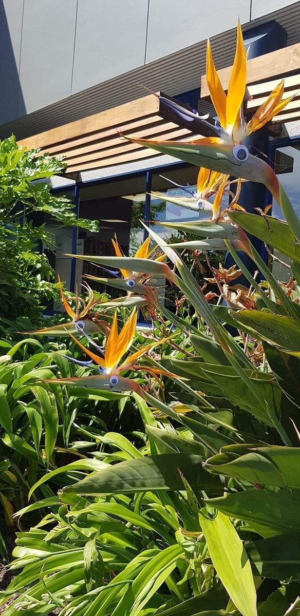 I don't know who to credit with the pic (from Facebook) but this has lifted my day.