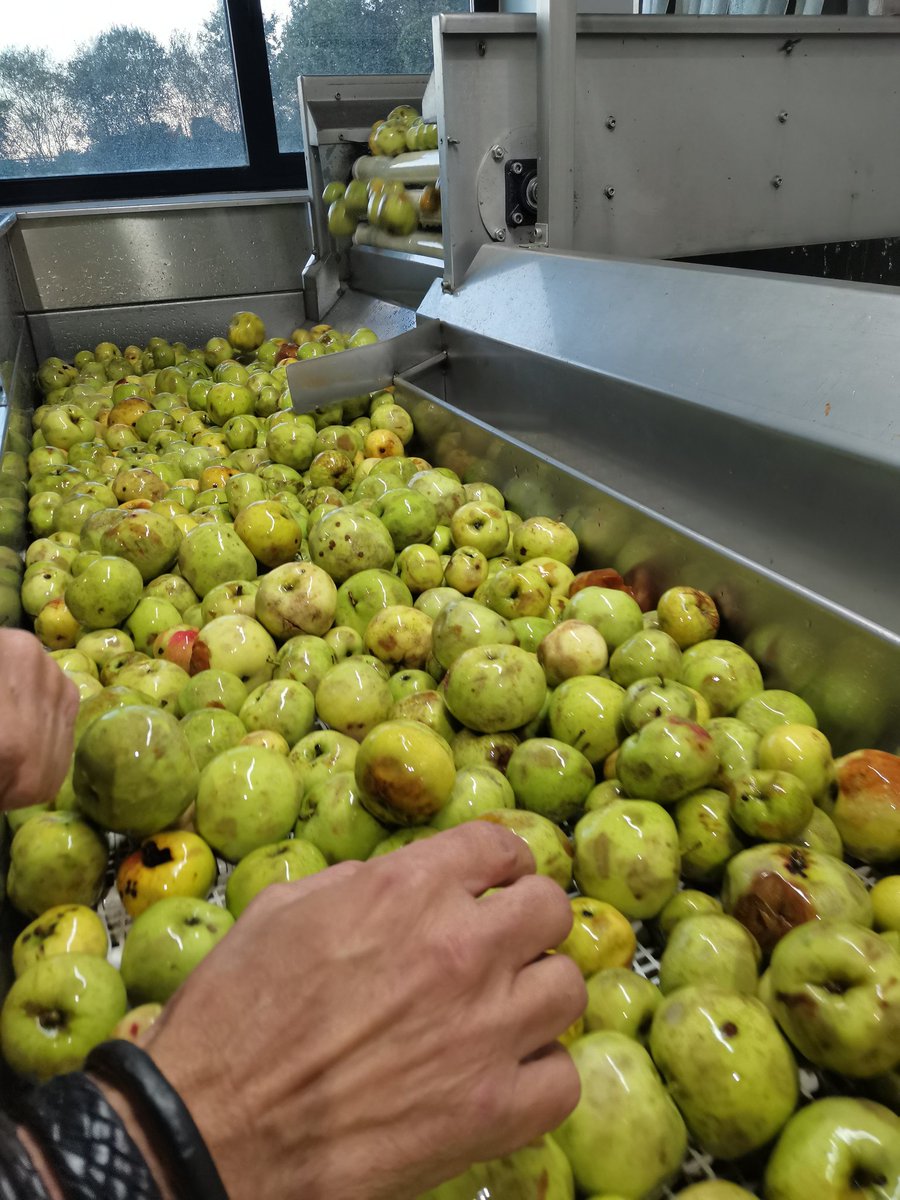SIDRACASTANON's tweet photo. Ahí va #Regona 🍏 @FincaGallinal 💚 #mayando #sidra #manzanaAsturiana https://t.co/pNfPj6PBHI
