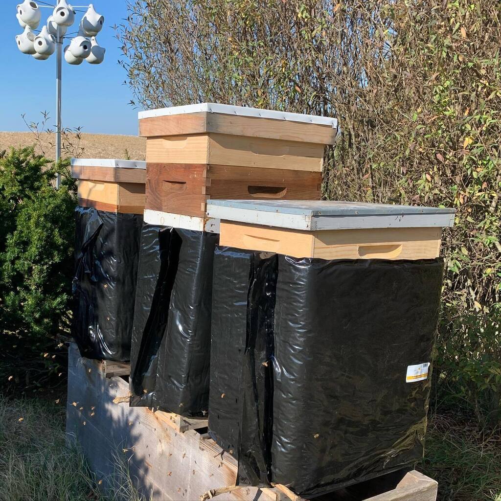 We are putting on winter chip boxes and bee cozy’s today with the impending cold snap!
Controlling condensation is imperative to give your bees a chance!  #bees #beekeeping #winter #urbanag #thehivesupply instagr.am/p/Ckya5qorz2i/