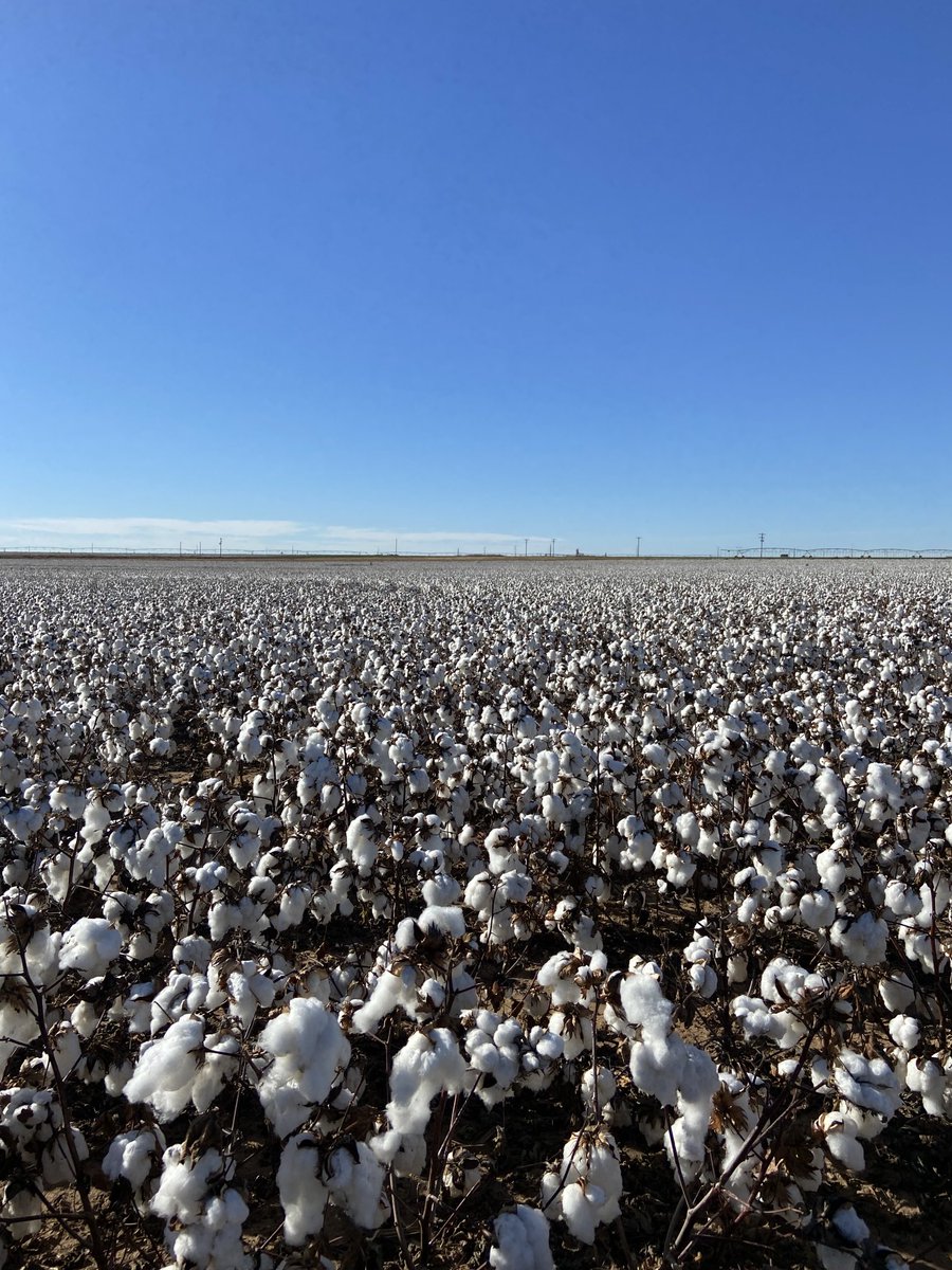 Justin Campbell tweet media