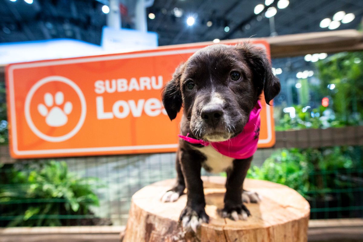 CTAutoShow's tweet photo. Find your next car &amp; bring home a new member of the family at the CT International Auto Show! #SubaruLovesPets will hold their pet adoption event at the #CTAutoShow on all 3 days! Buy tix at https://t.co/bKWz5IaS3y &amp; for more info on pet adoptions visit https://t.co/ffSL0NvWbN! https://t.co/Y4u3zR931X