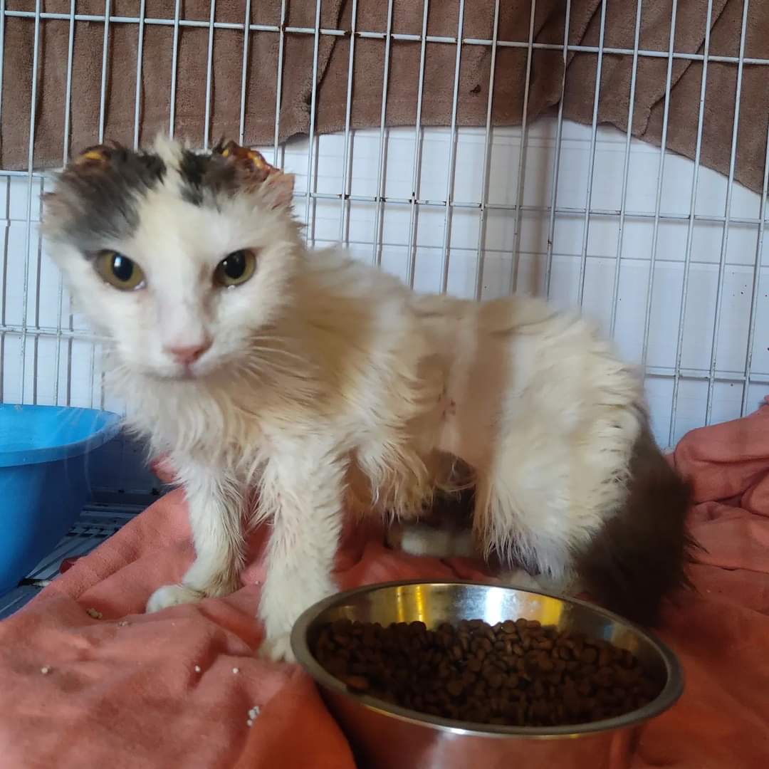 #casoMinha #JusticiaporMinha
#ColegioVeterinarioUruguay

A lo que algunos llaman circo, nosotros lo llamamos un intento de justicia...

Me pongo en pie, a tres semanas de aquel día que nunca tendría que haber existido.
Mi vida estuvo en peligro muchas veces luego de aquella mala