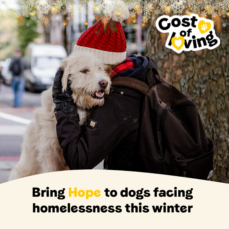 DogsTrust's tweet photo. For those experiencing homelessness the festive season will be cold, lonely, and isolating. Support services like our Hope Project today 💛