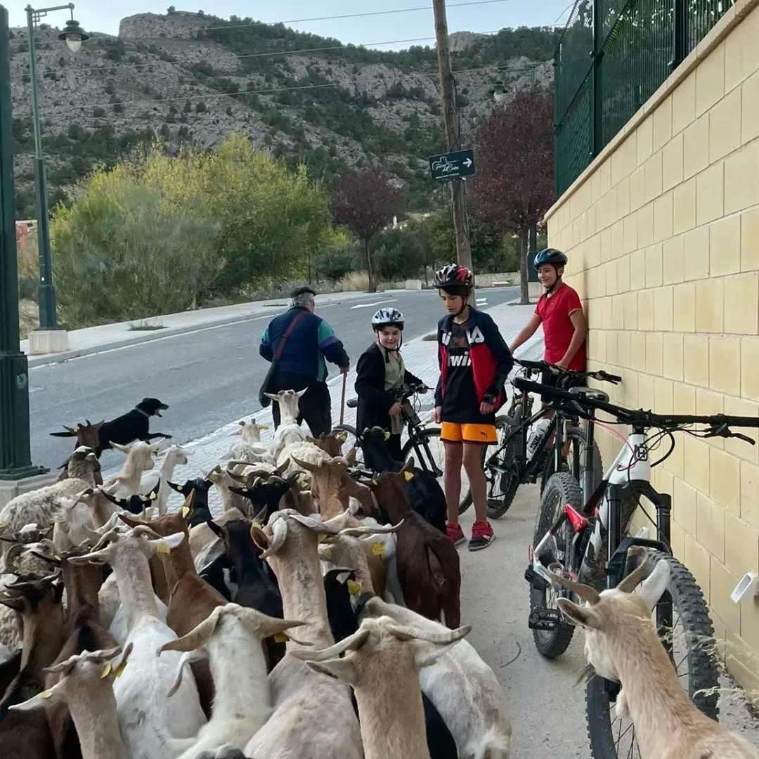IES_Andreu's tweet photo. Continuem amb les eixides en bici. Som molt afortunats de viure envoltats de paratges preciosos i boscos magnífics (també de trobar algun ramat durant la nostra excursió en bicicleta).
#SegellVidaSaludable
#PEAFS #CEPAFE https://t.co/wKyVO11HKm
