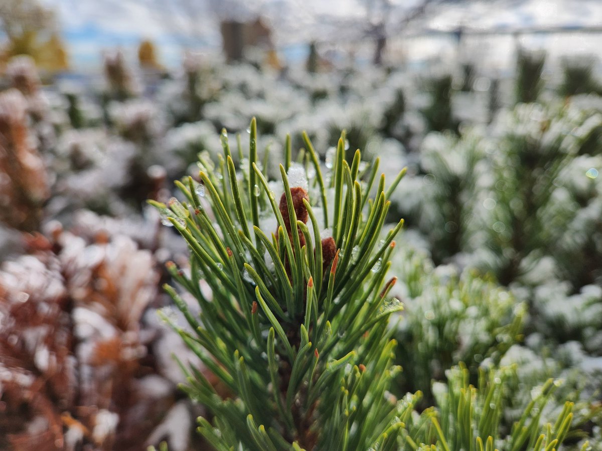 contractorsPOV's tweet photo. Just a little dusting
#winterisbeautiful #galaxyfold4 https://t.co/VYQ1gDPnFS