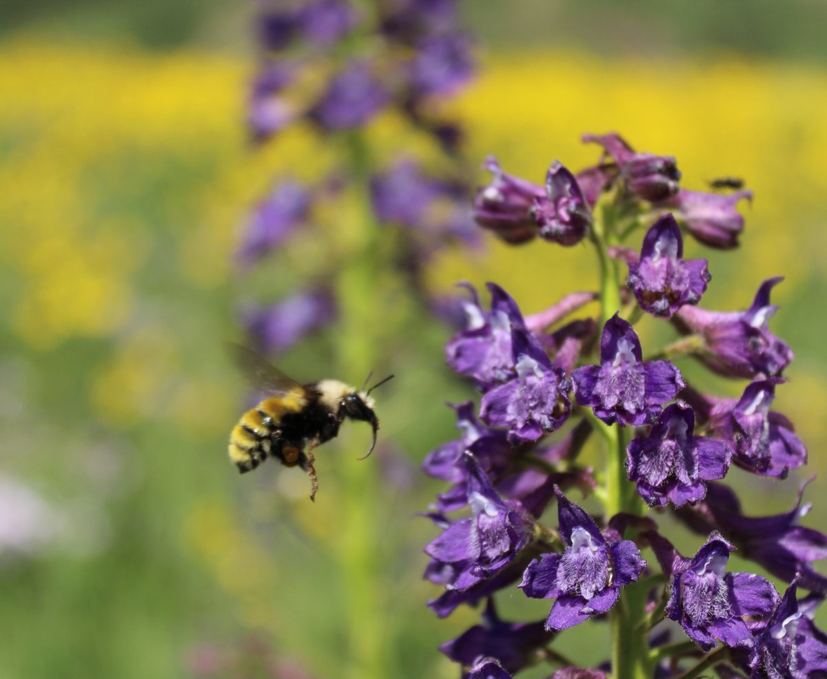 Journal of Animal Ecology tweet media