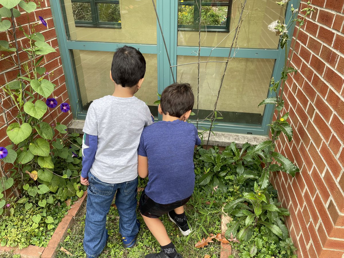 TiffanyFBulloc2's tweet photo. Ms. Saleh’s  kindergarteners are selecting flowers from our school garden to use in their collaborative art project. I can’t wait to see the finished product. #weareartsmart #wearenaturesmart @DouglasESDragon https://t.co/NqkBjbYhql