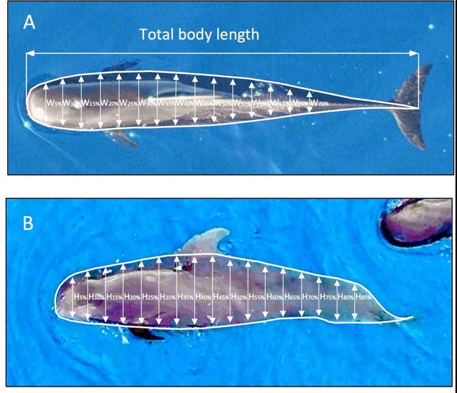 Patricia Arranz (@patarranz) on Twitter photo Morphometrics of free-ranging short-finned pilot whales across the North Atlantic
mdpi.com/2071-1050/14/2…
Photo credit <a href="/PatArranz/">Patricia Arranz</a> Agustín de Betancourt fellow at <a href="/ULL/">Universidad de La Laguna</a>
Thanks to <a href="/KateSprogis/">Kate Sprogis</a>, <a href="/FChristiansen83/">Fredrik Christiansen</a> and co-workers! Morphometrics of free-ranging short-finned pilot whales across the North Atlantic
mdpi.com/2071-1050/14/2…
Photo credit <a href="/PatArranz/">Patricia Arranz</a> Agustín de Betancourt fellow at <a href="/ULL/">Universidad de La Laguna</a>
Thanks to <a href="/KateSprogis/">Kate Sprogis</a>, <a href="/FChristiansen83/">Fredrik Christiansen</a> and co-workers!