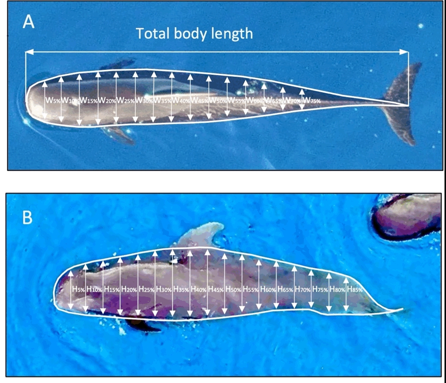 Morphometrics of free-ranging short-finned pilot whales across the North Atlantic mdpi.com/2071-1050/14/2… Photo credit @PatArranz Agustín de Betancourt fellow at @ULL Thanks to @KateSprogis, @FChristiansen83 and co-workers!