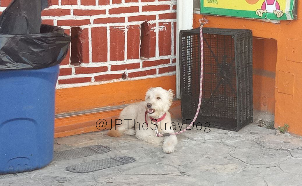 JPTheStrayDog's tweet photo. Poor doggo, it's tied outside a restaurant while the owner is chomping yummy food.
I was going to invite it to scavenge food from the garbage bin, but apparently I am not allowed to do it.
#Stray #StrayLife #StayDog #Dogs https://t.co/WE9A1rXt84