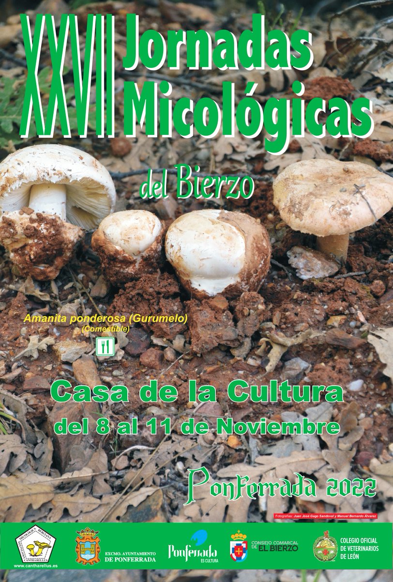 Cantharellus1's tweet photo. @AytoPonferrada La clausura de las XXVII Jornadas Micológicas del Bierzo tendrá lugar mañana a partir de las 18:00 h en la Casa de la Cultura del @AytoPonferrada con la entrega de premios a los mejores lotes de #setas naturales y a los trabajos escolares sobre Micología https://t.co/OLRE6RQusT https://t.co/YCXdZ7BajV