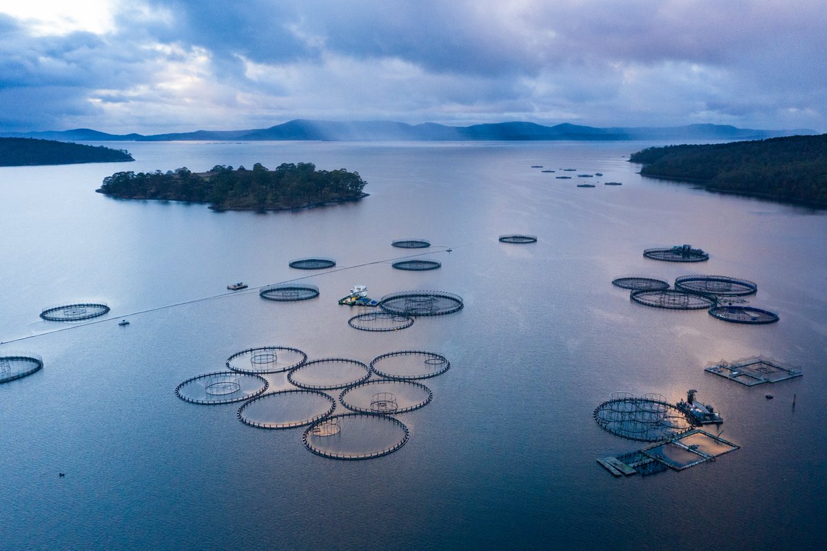 ¿Tiene curiosidad por saber los detalles de la huella de carbono de sus opciones de pescados y productos del mar? Afortunadamente, <a href="/seafoodwatch/">Seafood Watch</a> y <a href="/dalhousieU/">Dalhousie University</a> crearon una herramienta para mostrar las huellas de carbono de estas opciones y el por qué.
seafoodco2.dal.ca