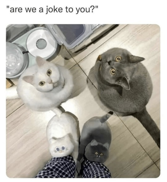 WholesomeMeme's tweet photo. https://t.co/qfSDXmh70o