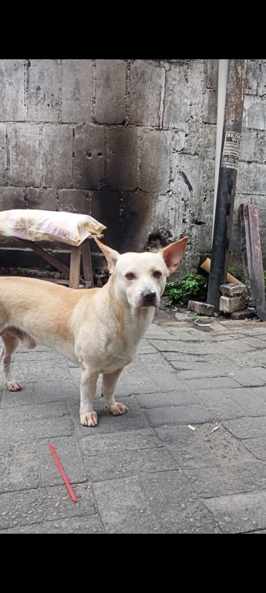 mukidiii tweet media