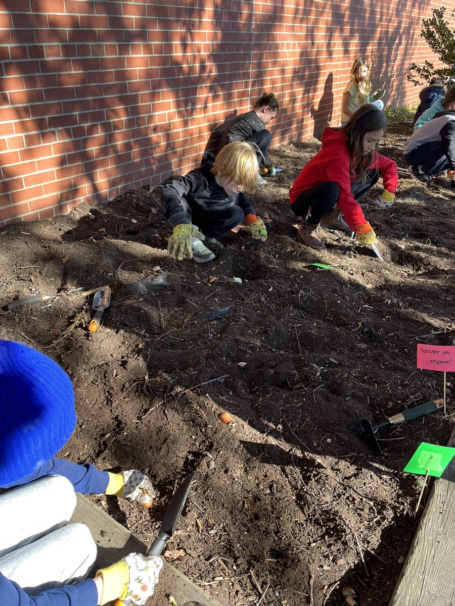 A beautiful day for fall planting! 
Grade 3's spent some time learning about tulips and got their hands dirty by planting tulip bulbs. We can't wait to see them bloom in spring and add a pop of colour to our lovely school 🌷💐