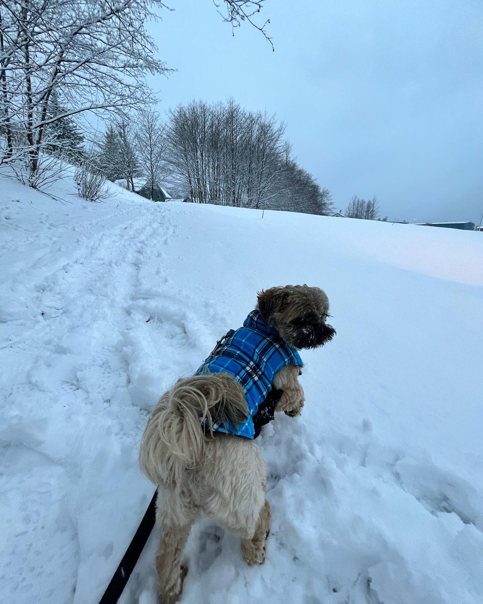 kitchenistakate's tweet photo. Hamish the Snow Beastie is living his best life. 

#snowday #doglife #winter https://t.co/0vrAnDOdLd