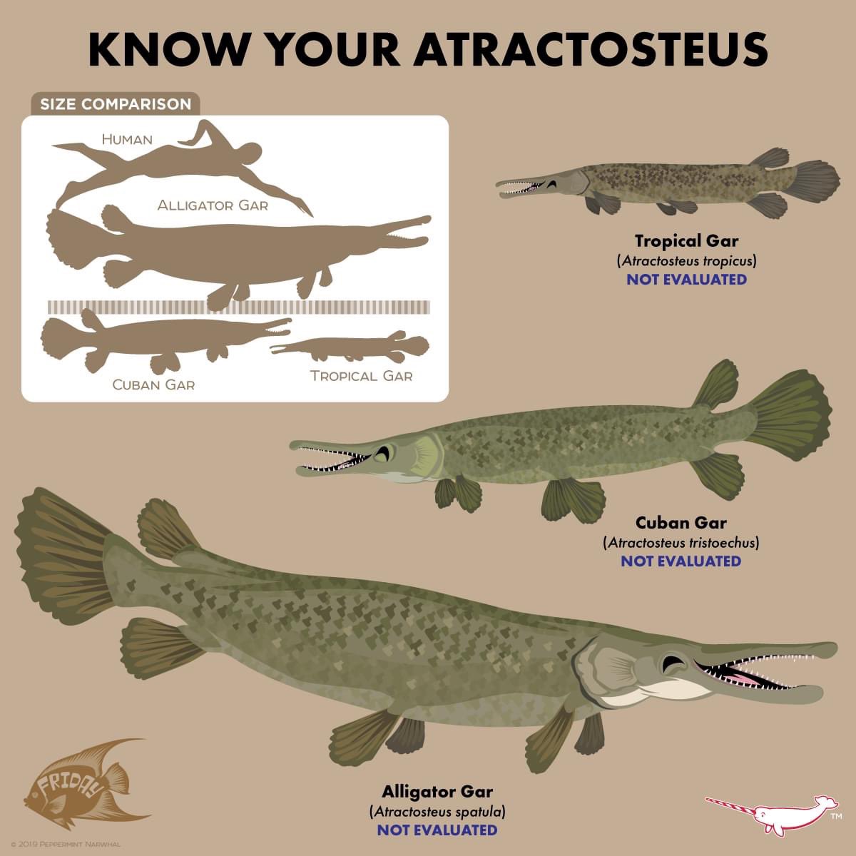 I am thankful for Freshwater Fishes
🎨by <a href="/PepomintNarwhal/">Peppermint Narwhal</a> 
New calendar available: instagram.com/p/CkyUw_JtXa9/…

*of course I included additional Peppermint Narwhal #GARtwork here👍