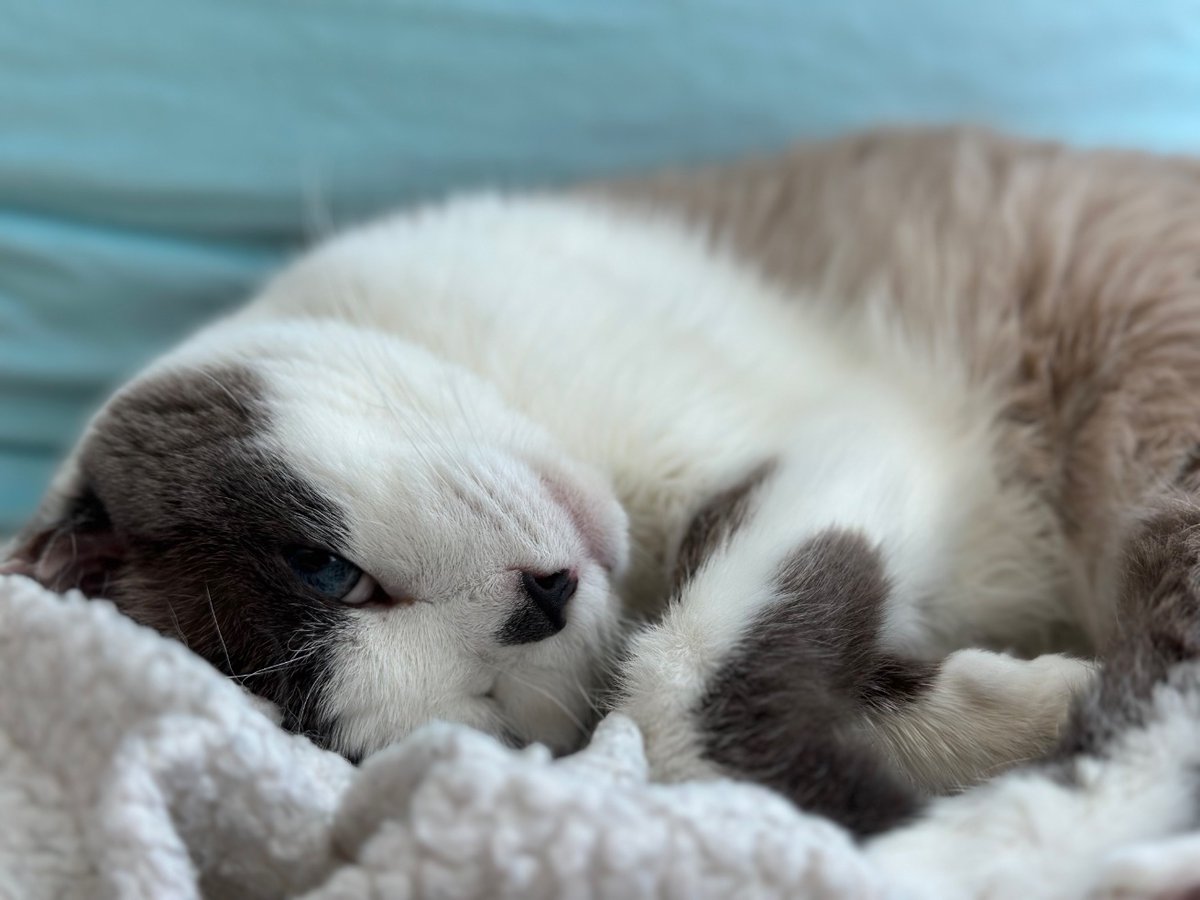 martirology's tweet photo. Jealous of all my cozy pets rn
@Clarity_conf #petsofclarity #Clarity2022 https://t.co/Jc8R1hIjbi