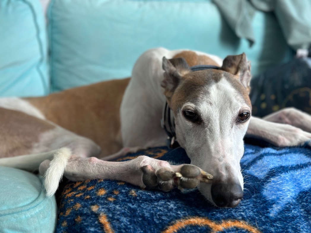 martirology's tweet photo. Jealous of all my cozy pets rn
@Clarity_conf #petsofclarity #Clarity2022 https://t.co/Jc8R1hIjbi