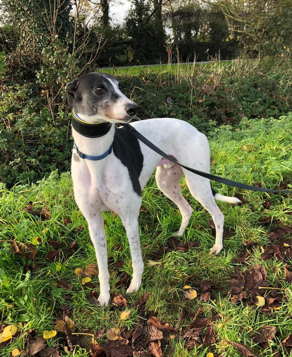 Greyhound Adoption @ Seaside Greyhounds tweet media
