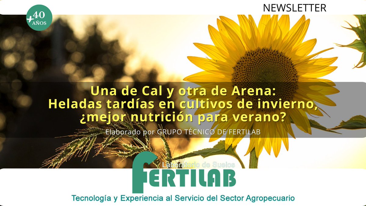FertilabLab's tweet photo. Una de Cal y otra de Arena:
Heladas tardías en cultivos de invierno, ¿mejor nutrición para verano?
Elaborado por GRUPO TÉCNICO DE FERTILAB
https://t.co/xsFPYxcwUL
#girasol #maiz #Nan #analisis #suelos #muestreo #niña #siembra #nitrogeno #azufre #fosforo #pbray https://t.co/k6ppUD1r2w