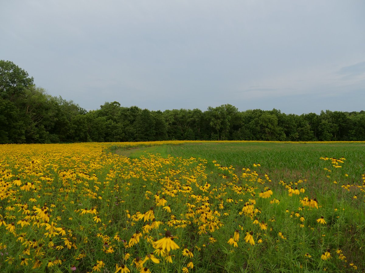 MissouriQF's tweet photo. @NRCS_Missouri is inviting landowners to apply for assistance thru the Regional Conservation Partnership Program (RCPP)! Deadline to apply is Jan 13th! Read more: https://t.co/RZlD6CEWx3

Want to apply? Contact your county @missourqf, @NRCS_Missouri or @MDC_online staff for help! https://t.co/c4lDAHopFS